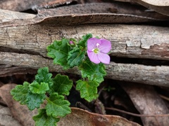 Veronica calycina, photograph (c) grampianshiker, some rights reserved (CC BY)