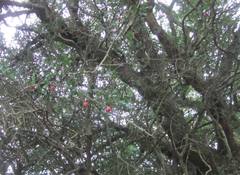 Haplocoelum foliolosum