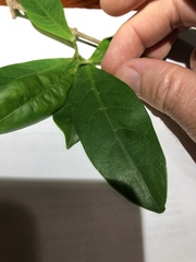 Coelospermum paniculatum