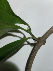 Coelospermum paniculatum