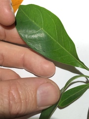 Coelospermum paniculatum