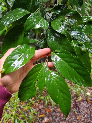 Cryptocarya onoprienkoana observed 2026-02-27
