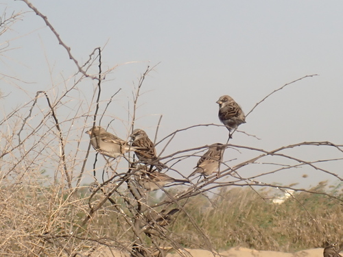 House Sparrow