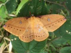 Neodiphthera papuana