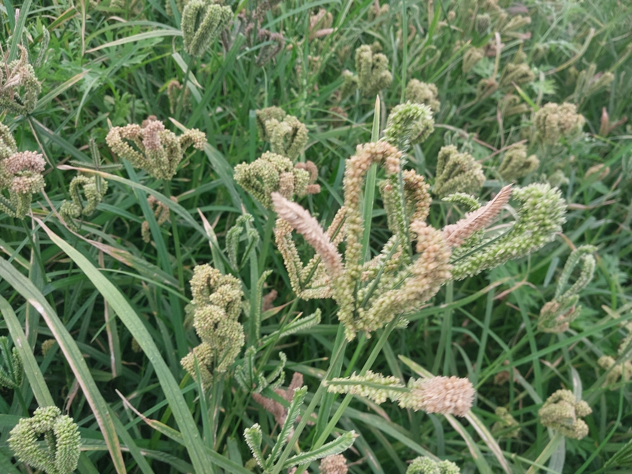 Finger millet