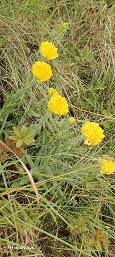 Goldhead Everlasting (Helichrysum auriceps)