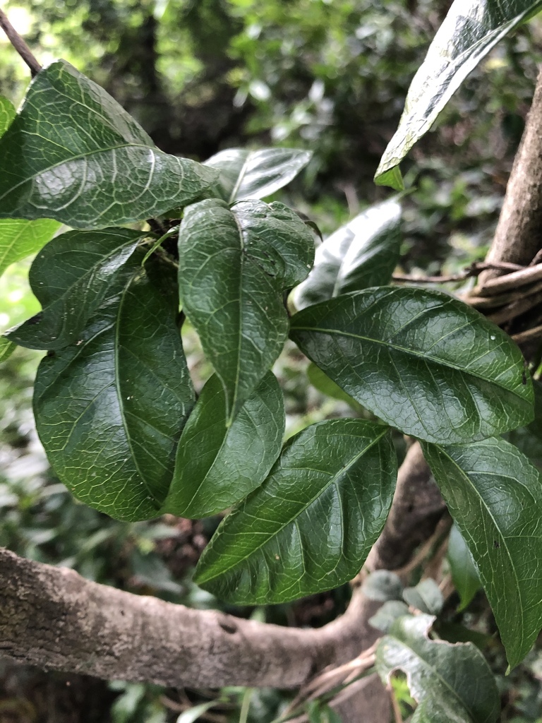 veiny morinda