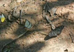 Appias lyncida eleonora