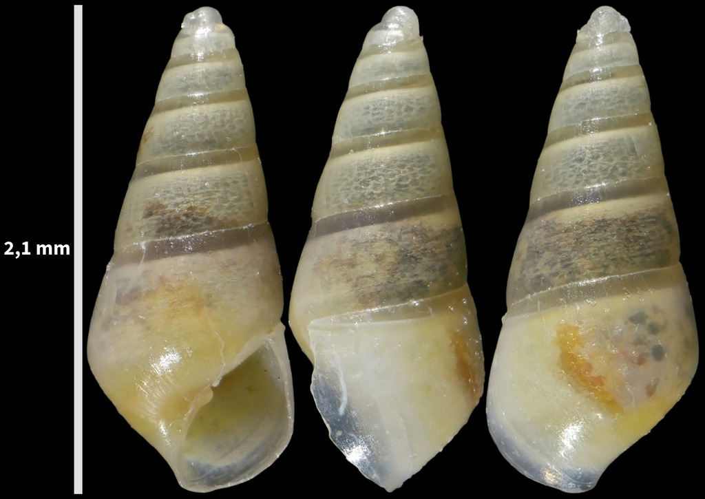 Odostomia plicata