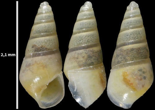 Odostomia plicata