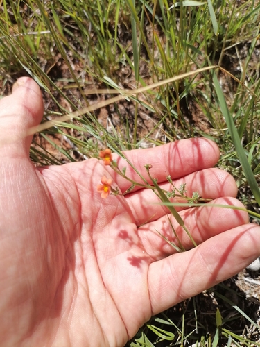 Jamesbrittenia aurantiaca, photograph 4