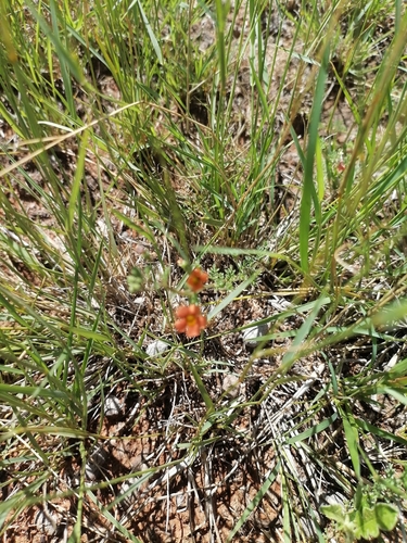 Jamesbrittenia aurantiaca, photograph 5