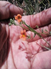 Jamesbrittenia aurantiaca, photograph (c) James Rodger, some rights reserved (CC BY)