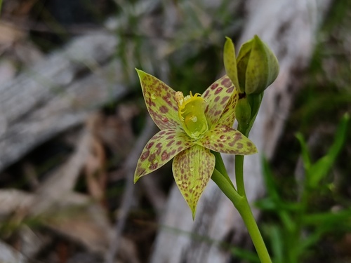 blotched sun-orchid (Thelymitra benthamiana)