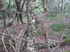Strophanthus gerrardii
