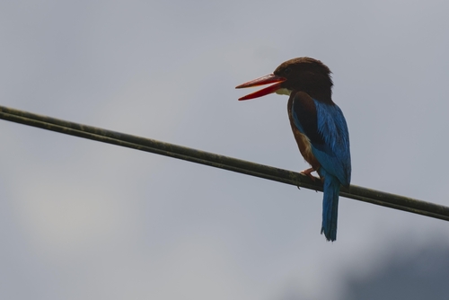 White-throated Kingfisher