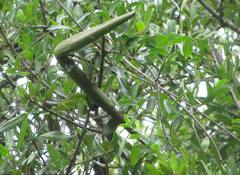 Strophanthus gerrardii