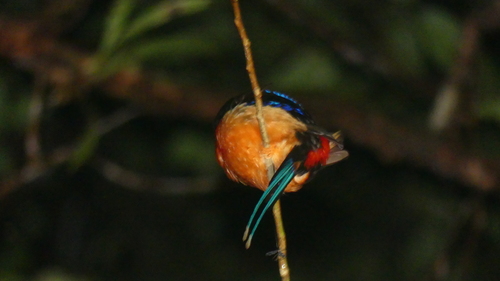 Tanysiptera nympha observed 2026-02-18