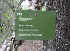 Strophanthus gerrardii
