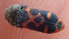 Acmaeodera stellata