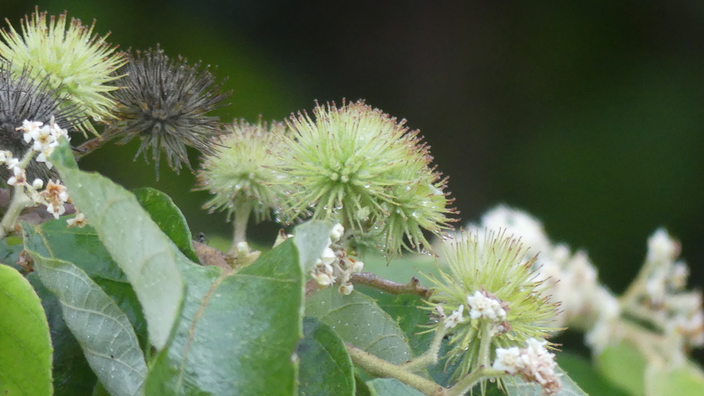 Brown kurrajong, Scrub Christmas tree (Commersonia bartramia)