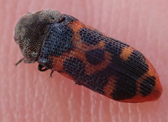 Acmaeodera stellata