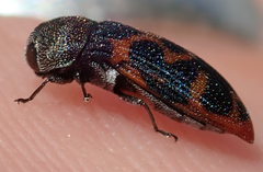 Acmaeodera stellata