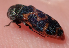 Acmaeodera stellata