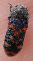 Acmaeodera stellata