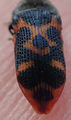 Acmaeodera stellata