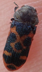 Acmaeodera stellata