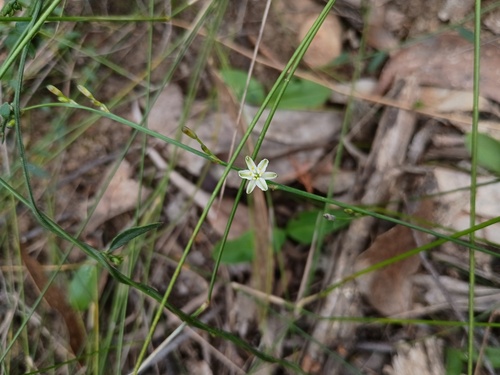 Caesia parviflora, photograph 1