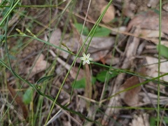 Caesia parviflora, photograph (c) grampianshiker, some rights reserved (CC BY)