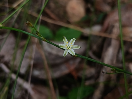 Pale Grass Lily (Caesia parviflora)