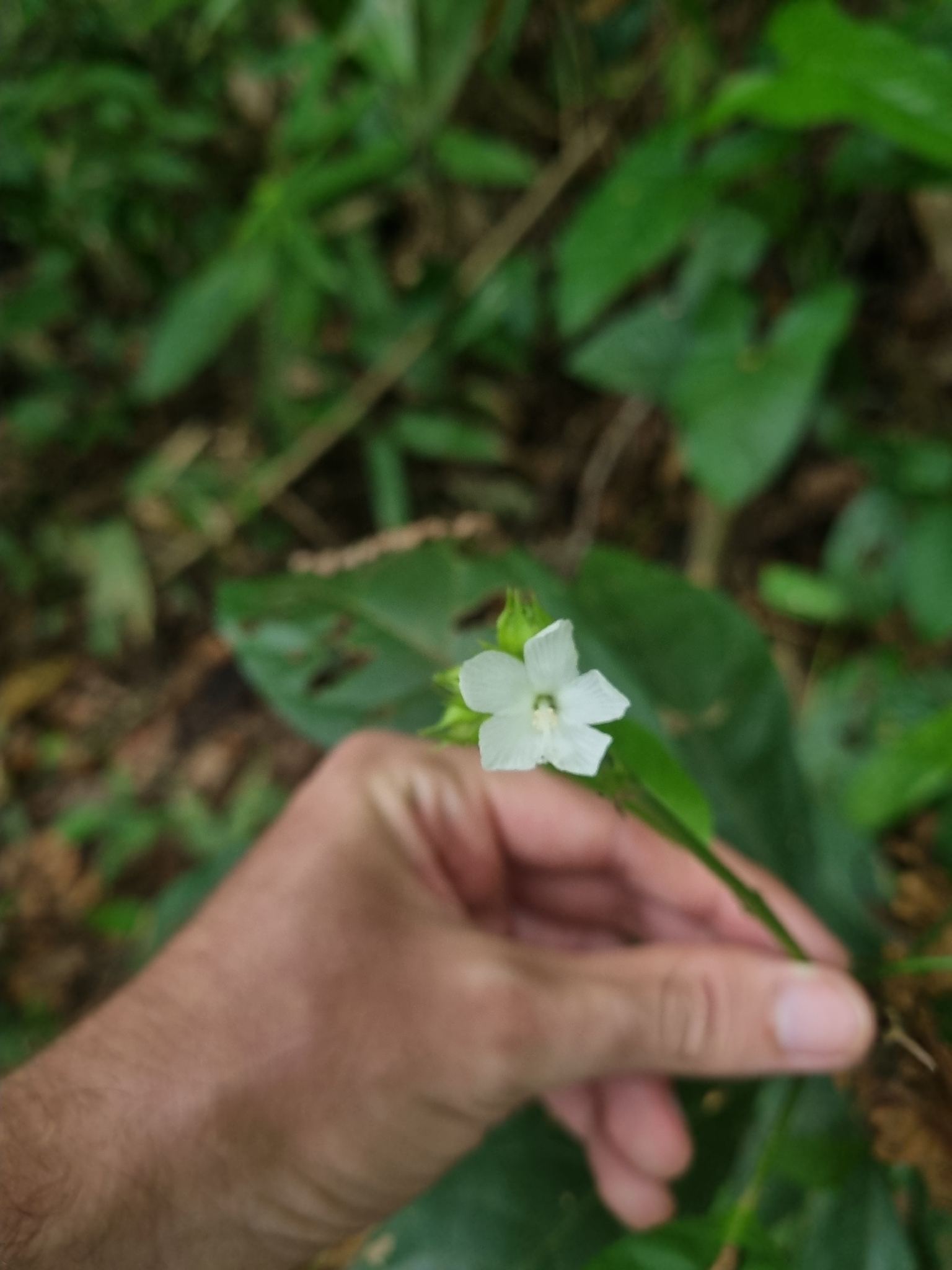 Pavonia fruticosa