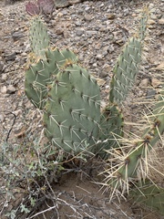 Opuntia arizonica