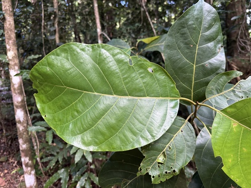 Litsea bindoniana observed 2026-02-27