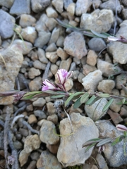Polygala rupestris
