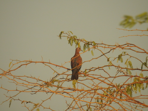 Laughing Dove