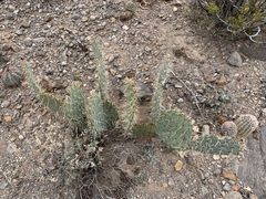 Opuntia arizonica