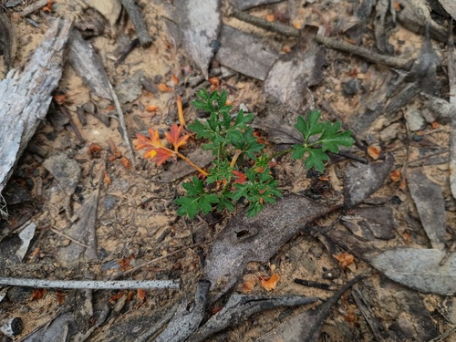 Cut-leaved Xanthosia (Xanthosia dissecta)