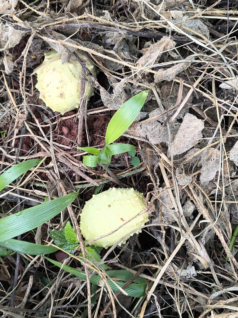 Cucumis aculeatus (Cucumis aculeatus)