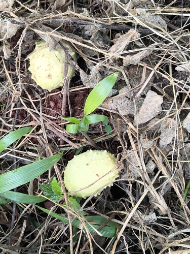 Cucumis aculeatus (Cucumis aculeatus)