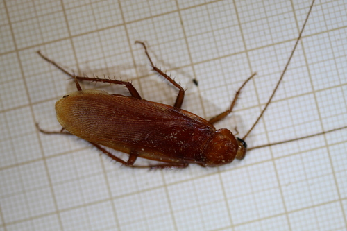 Periplaneta monochroma
