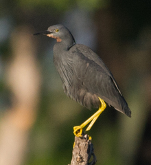 Egretta vinaceigula