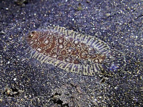 Carpet sole (Liachirus melanospilos) — Soleidae