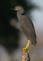 Egretta vinaceigula
