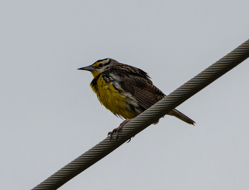 Meadowlark