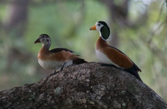 Nettapus auritus