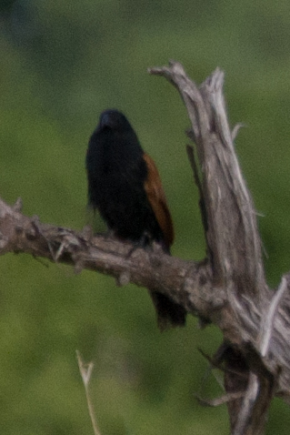Black Coucal (Centropus grillii), photo 7